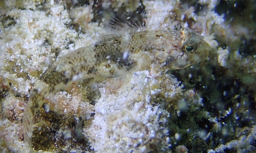 Opua nephodes observed 2023-10-07