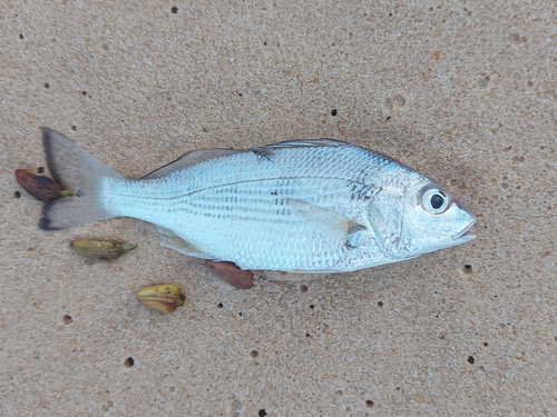 Roughneck Grunt (Haemulopsis corvinaeformis) — Haemulidae — 2