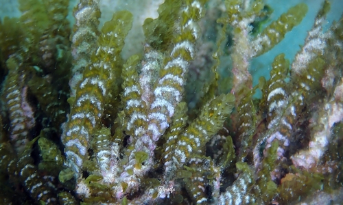 Dictyopteris australis observed 2023-10-07