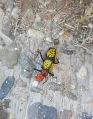 Tegrodera aloga