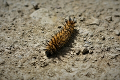 Leucanella stuarti koehleri