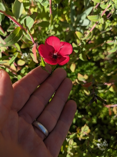 Linum grandiflorum