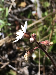 Lithophragma