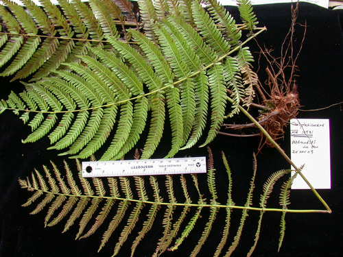 Plesioneuron