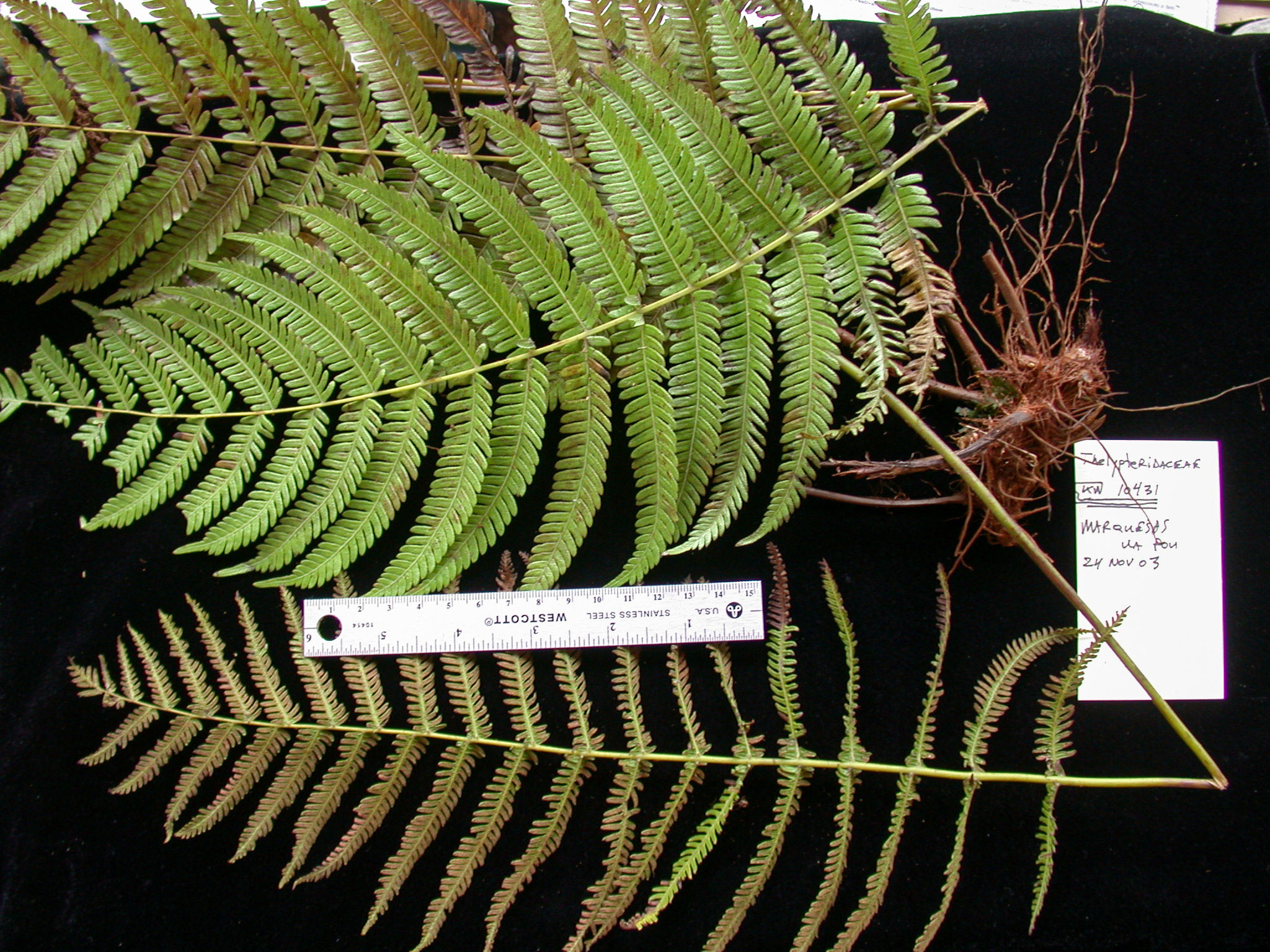 Plesioneuron