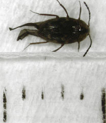 Zeagyrtes