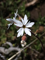 Lithophragma