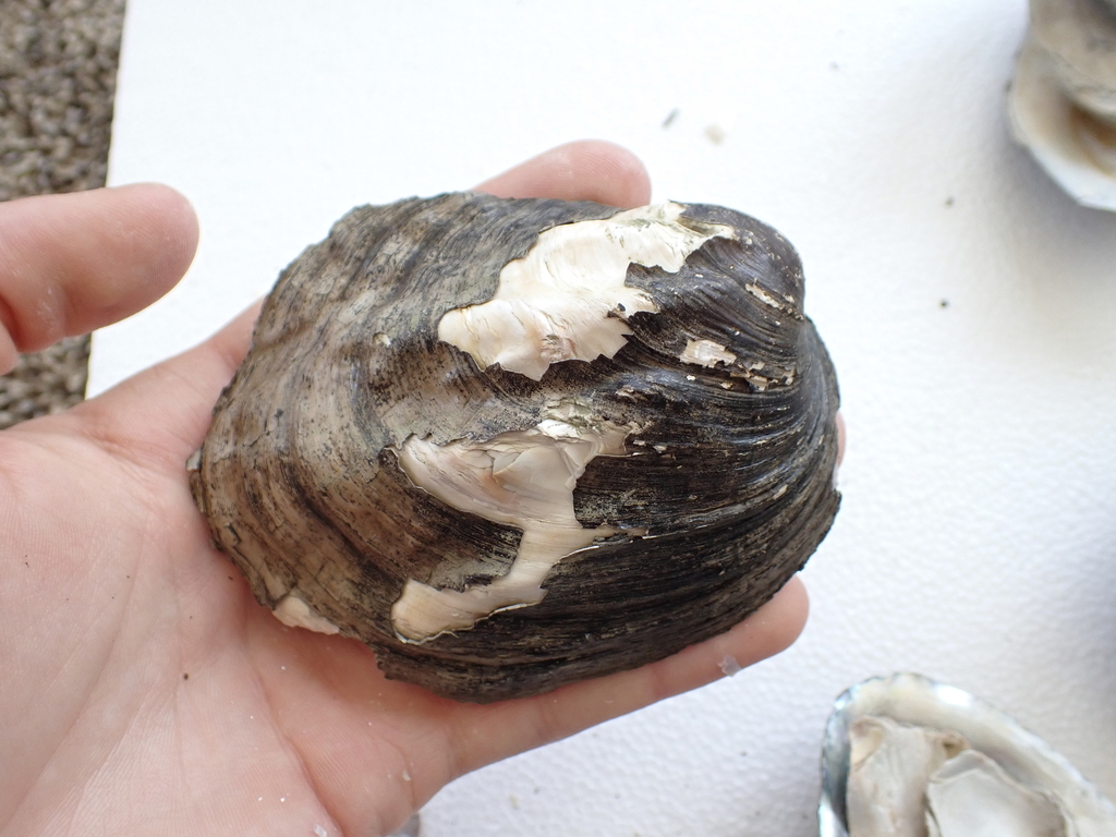 Three-ridge Mussel from Liverpool, IL, USA on July 29, 2023 at 02:00 PM ...