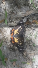 Chlosyne melitaeoides