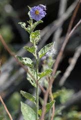 Solanum umbelliferum