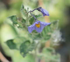 Solanum umbelliferum