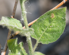 Solanum umbelliferum