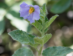 Solanum umbelliferum