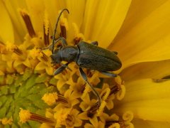 Brachysomida californica