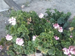 Pelargonium