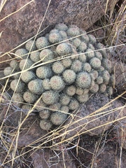 Escobaria chihuahuensis