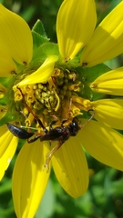 Isodontia exornata