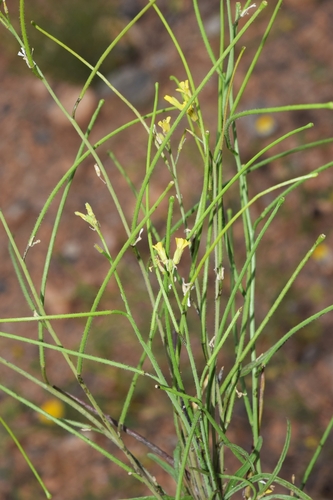 Sisymbrium macroloma