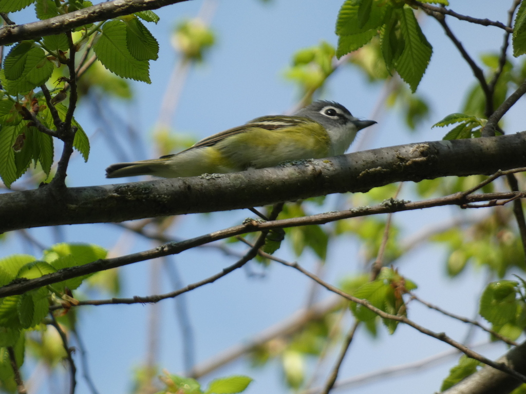 Blue-headed Vireo