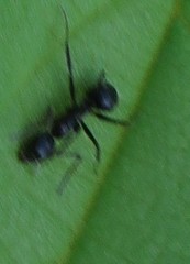 Camponotus sexguttatus