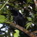 Grand Cayman Grackle - Photo (c) Jared Shorma, some rights reserved (CC BY), uploaded by Jared Shorma