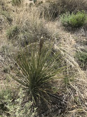 Yucca intermedia