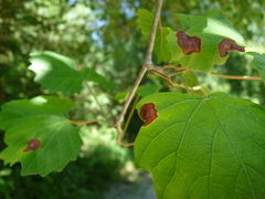 Phyllosticta ampelicida