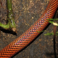 Oxyrhopus melanogenys