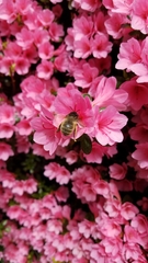 Anthophora villosula