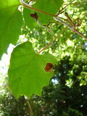 Phyllosticta ampelicida