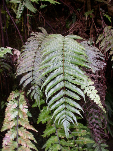 Plesioneuron marquesicum observed 2003-12-05