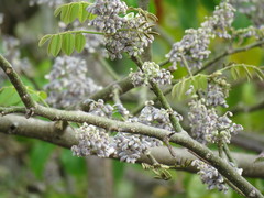 Lonchocarpus hondurensis