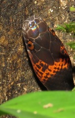 Oxyrhopus melanogenys