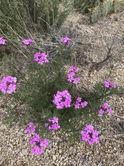 Glandularia wrightii