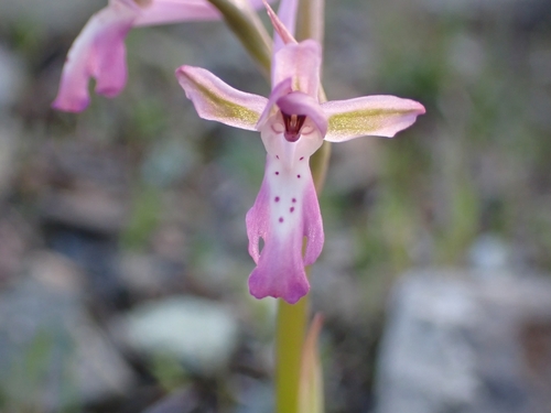 Image of Orchis sitiaca by (c) Elias, some rights reserved (CC BY)