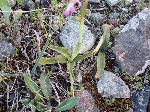 Image of Orchis sitiaca by (c) Elias, some rights reserved (CC BY)