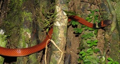 Oxyrhopus melanogenys