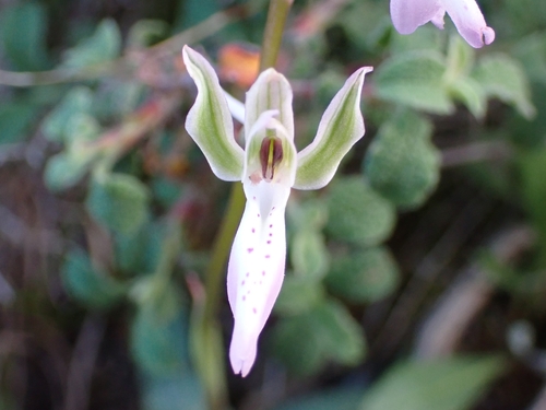 Image of Orchis sitiaca by (c) Elias, some rights reserved (CC BY)