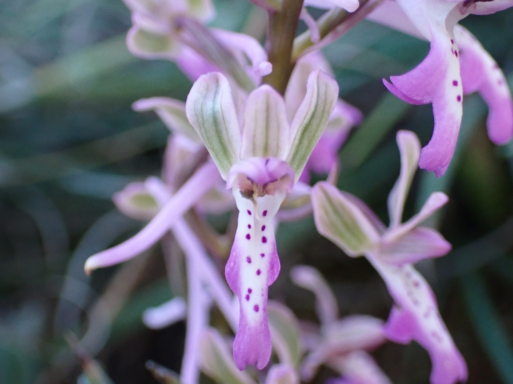 Orchis sitiaca