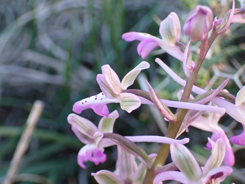 Image of Orchis sitiaca by (c) Elias, some rights reserved (CC BY)