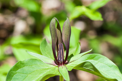 Trillium viridescens