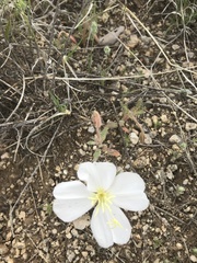 Oenothera albicaulis
