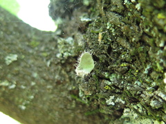 Heterodermia sorediosa