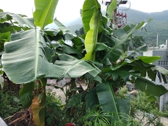 Musa × paradisiaca
