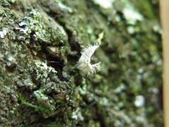 Heterodermia sorediosa