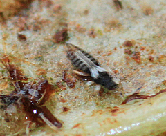 Heliothrips haemorrhoidalis