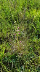 Tephrosia onobrychoides