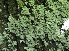 Physcia atrostriata