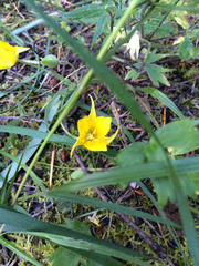 Calochortus monophyllus