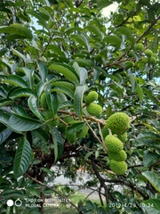 Artocarpus heterophyllus